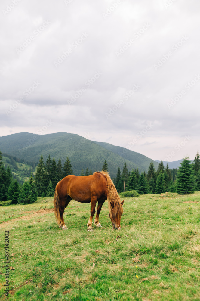 Orange beautiful horse eats grass meadow on a background of mountain landscape. Domestic horse grazes on a meadow in the mountains.