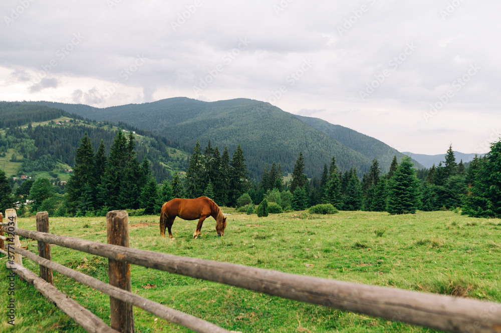 Domestic brown horse grazes on a green meadow on a background of mountain landscape with forest. Horse eats grass on the field on a background of mountains and trees.
