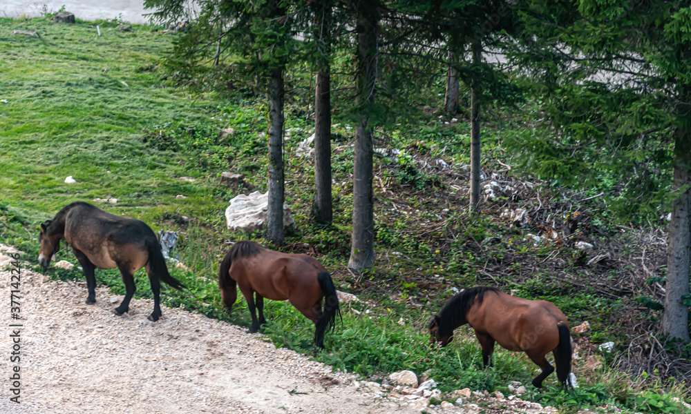 A wild horses walking over Trebevic Mountain A wild horses walking over Trebevic Mountain