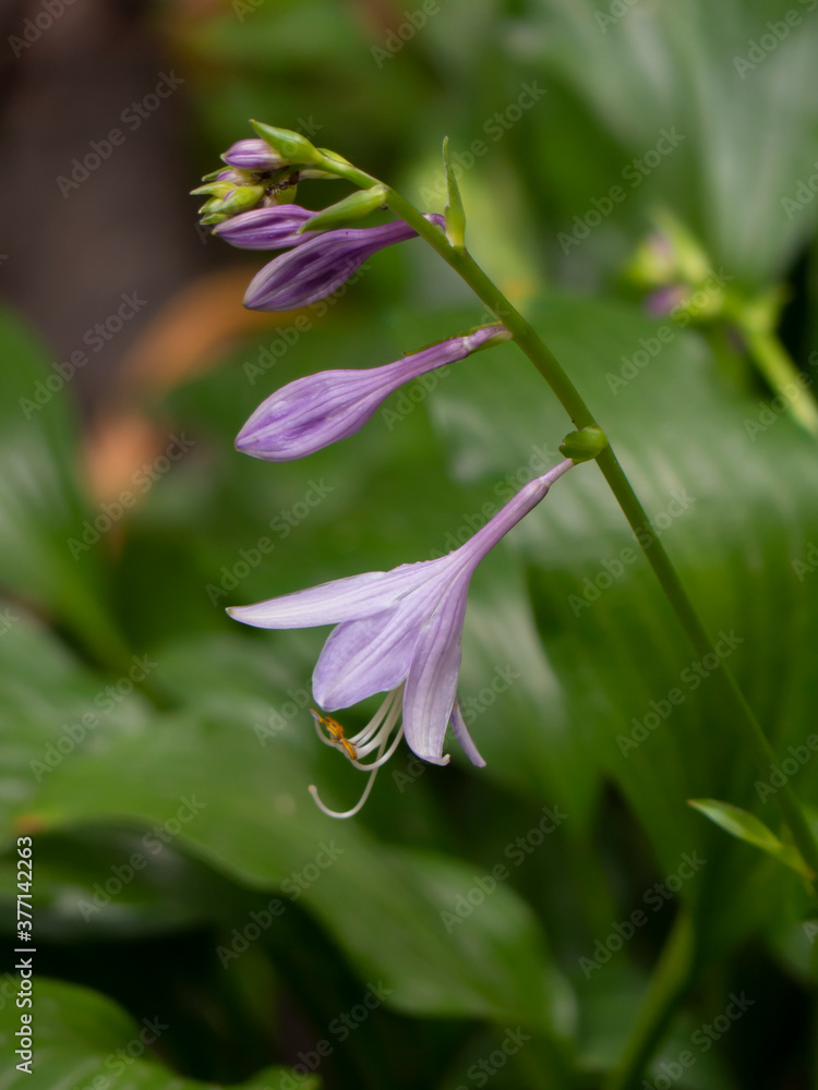 Fototapeta premium host flower