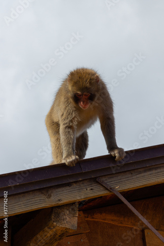 Monkey Park in Kyoto (Japan)