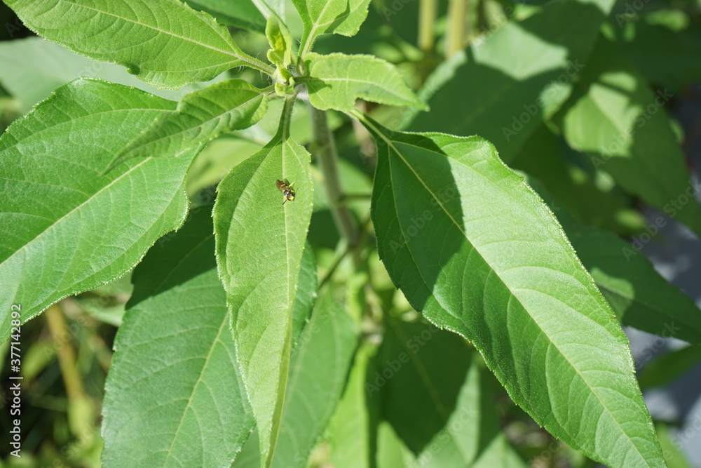 custom made wallpaper toronto digitalTopinambur im Garten