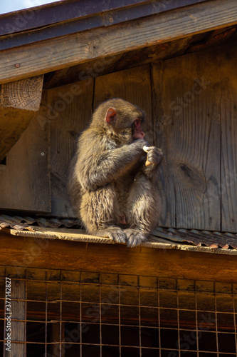 Monkey Park in Kyoto (Japan)