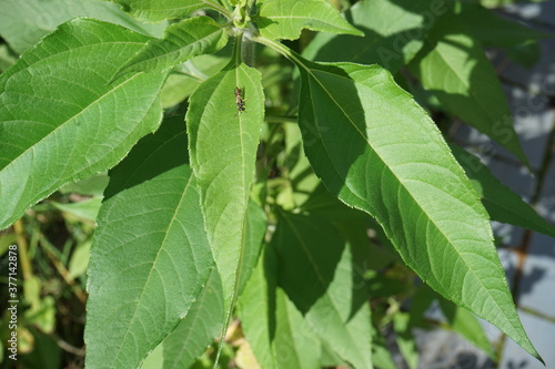 Wallpaper Mural Topinambur im Garten Torontodigital.ca