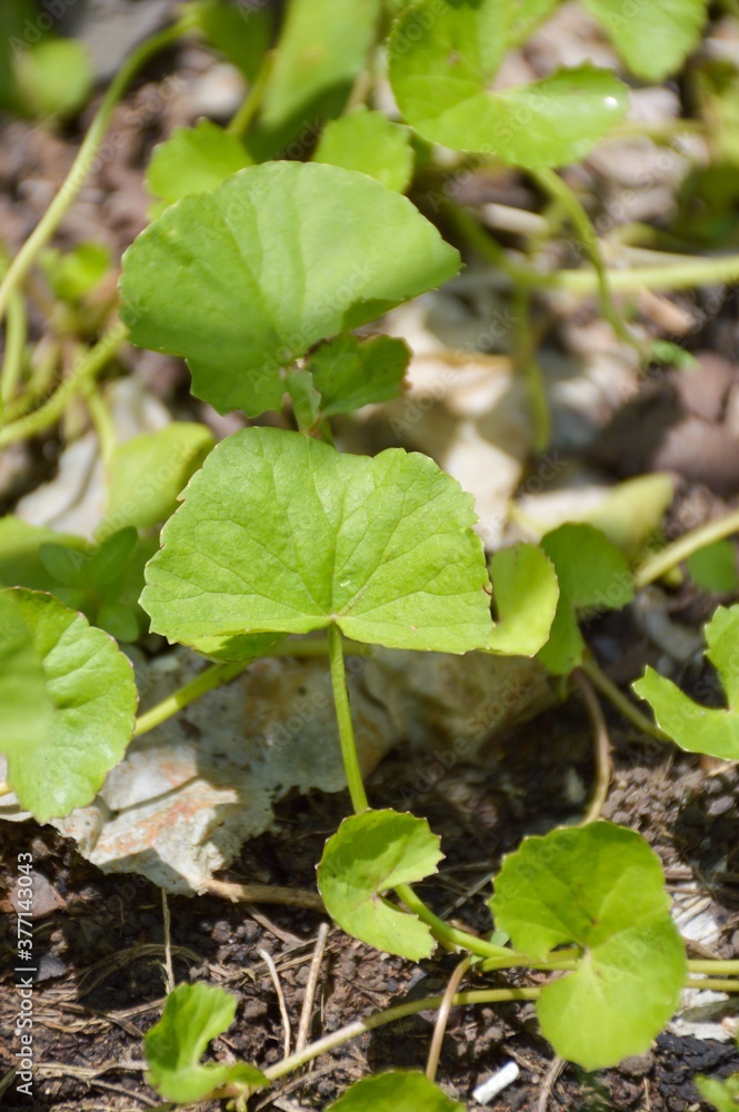 fresh green centella asiatica leaves in vegetable garden fresh green centella asiatica leaves in vegetable garden