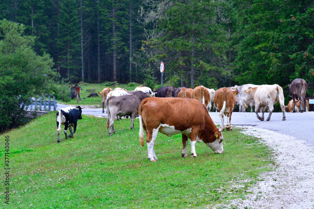 	
Kuhherde auf einer Straße in den Alpen	
