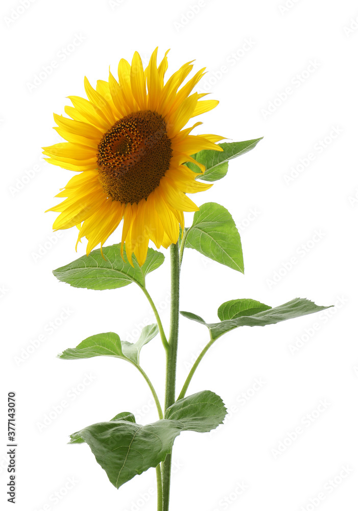 Fototapeta premium Beautiful bright blooming sunflower isolated on white