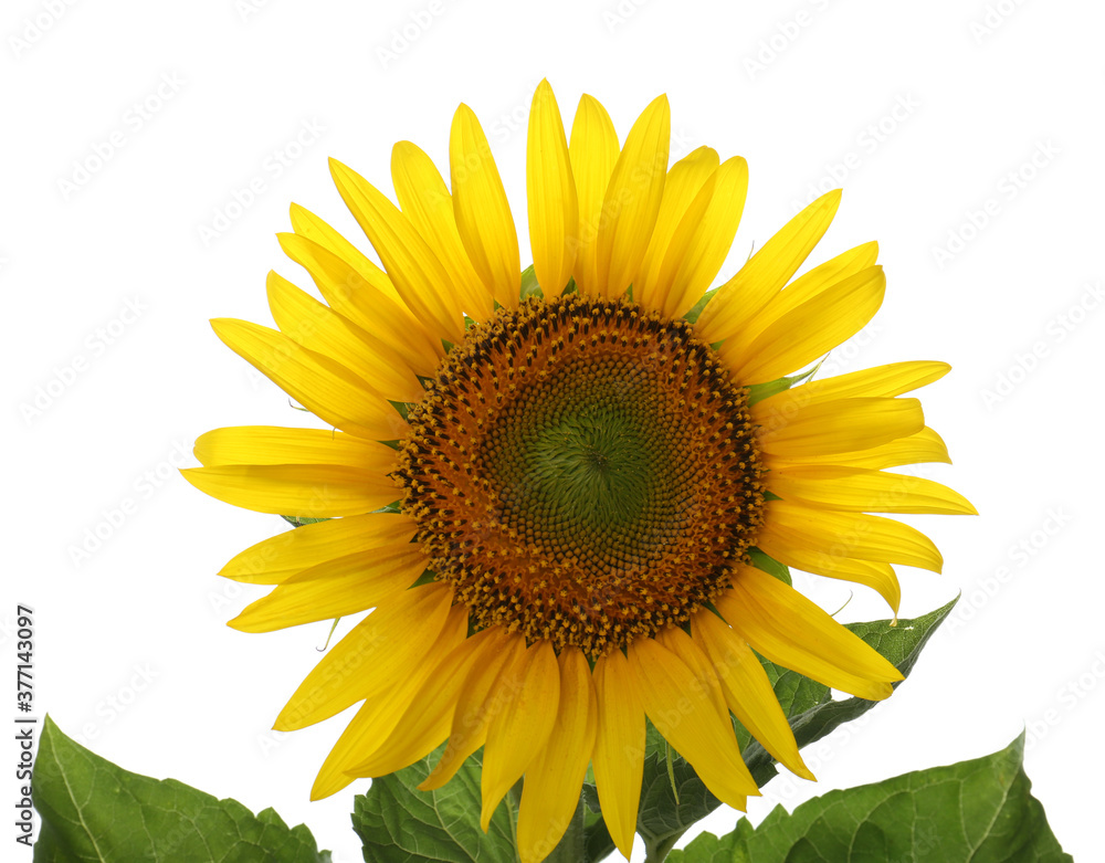 Obraz premium Beautiful bright blooming sunflower isolated on white