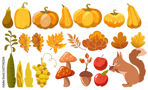 Set of pumpkins, leaves, bushes, mushrooms, acorn, grapes, apples and a squirrel. Autumn thematics