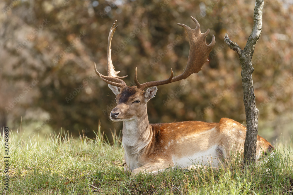 Fallow deer during the rutting season Fallow deer during the rutting season