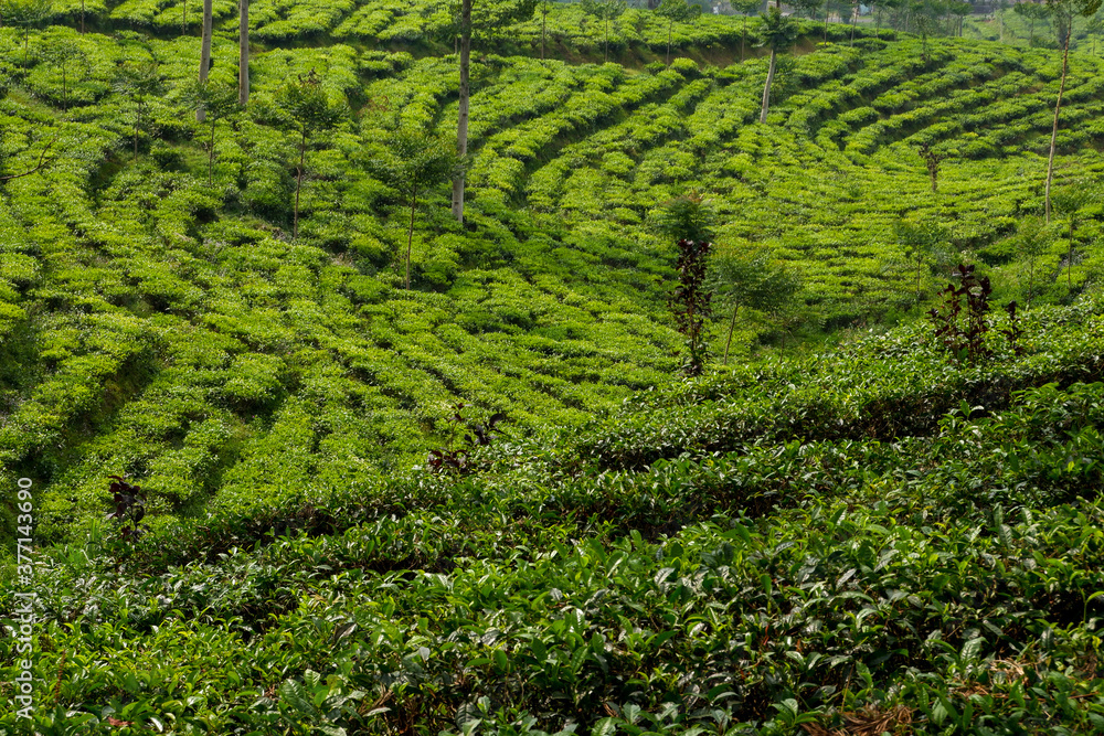 beautiful tea plantation texture bakcground
