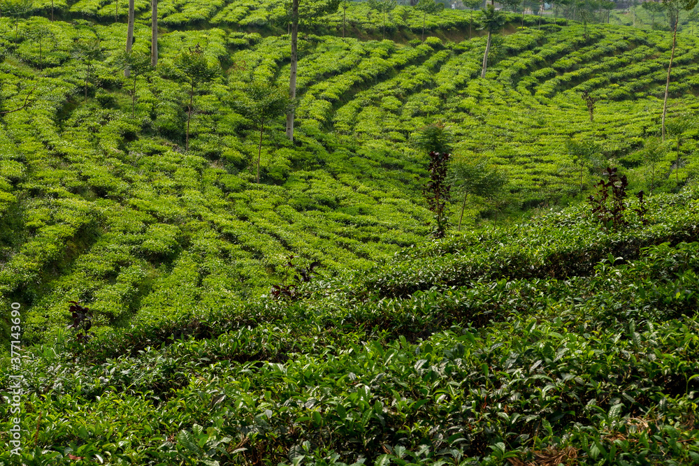 beautiful tea plantation texture bakcground beautiful tea plantation texture bakcground
