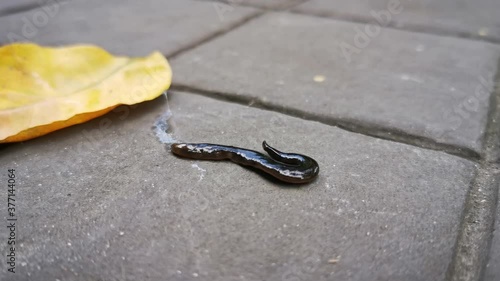 New Guinea flatworms are creeping slowly on the ground.​ Exotic invasive animals. photo