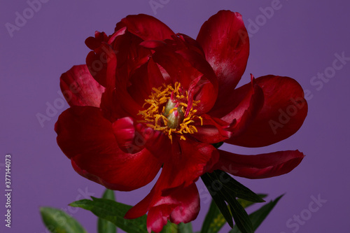 Dark red elegant peony flower isolated on purple background.