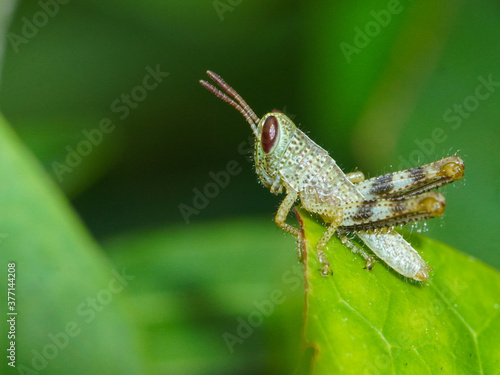 Fotografia, Obraz Macro photo of a nymph on green leaf, extreme close up photo of baby grasshopper