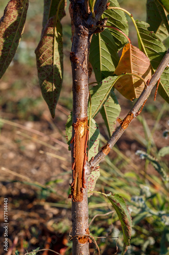 Two Years Old Sweet Cherry Tree Damaged by Wild Rabbit