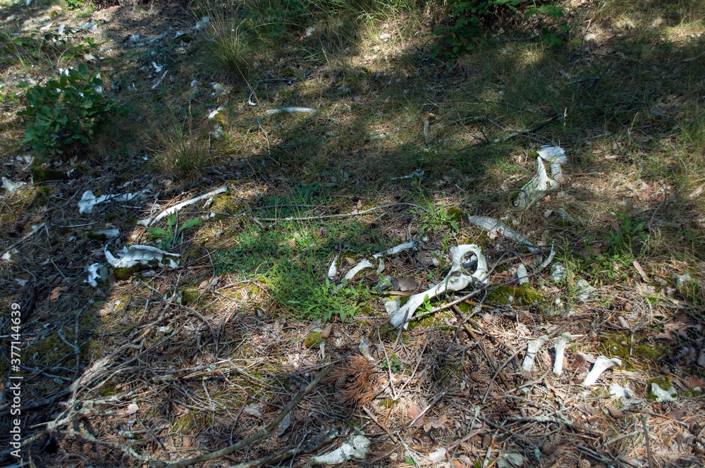Big bone of an animal overgrown with moss and lying on a pine-covered forest floor. Sunny day, harsh light, part in the shade Big bone of an animal overgrown with moss and lying on a pine-covered forest floor. Sunny day, harsh light, part in the shade