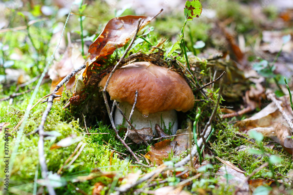 Die Pilzsaison beginnt, Steinpilz unter dem Moos im Wald, essbare Pilze im Spätsommer und Herbst, junger Fichtensteinpilz im Fichtenwald Die Pilzsaison beginnt, Steinpilz unter dem Moos im Wald, essbare Pilze im Spätsommer und Herbst, junger Fichtensteinpilz im Fichtenwald