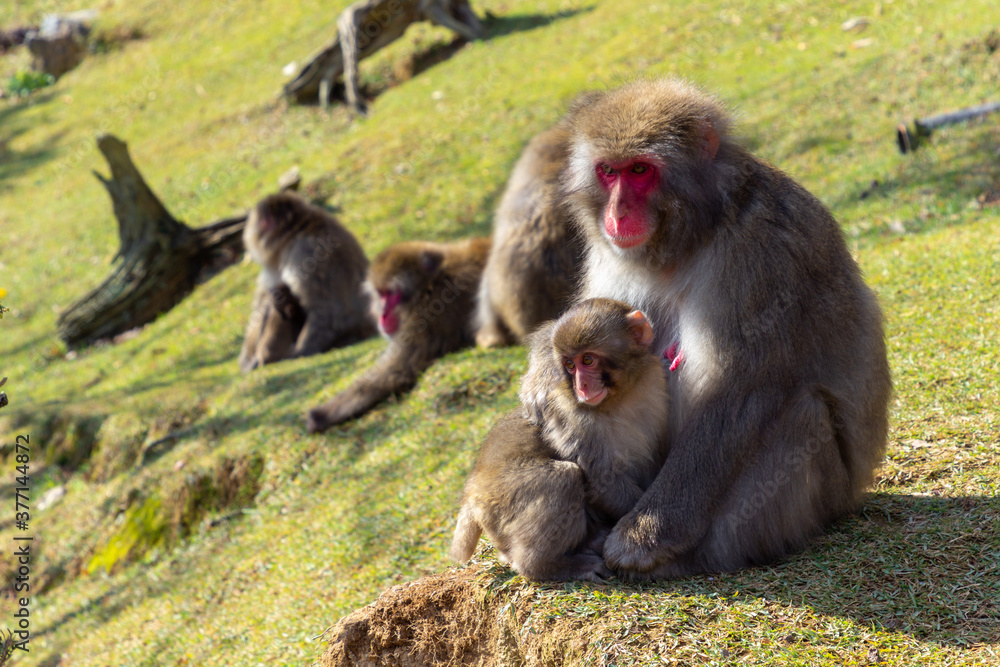 Fototapeta premium Monkey Park in Kyoto (Japan)