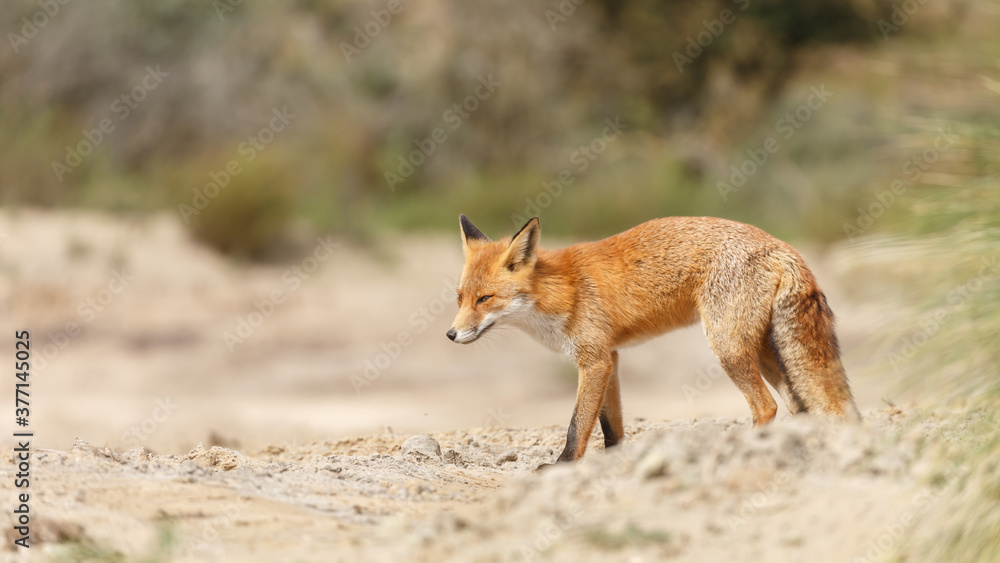 Red fox in naturen a sunny day in September