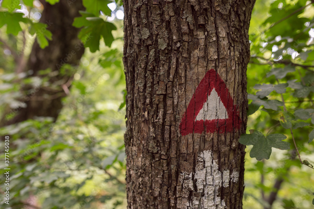 Naklejka premium walking sign on trees in forest