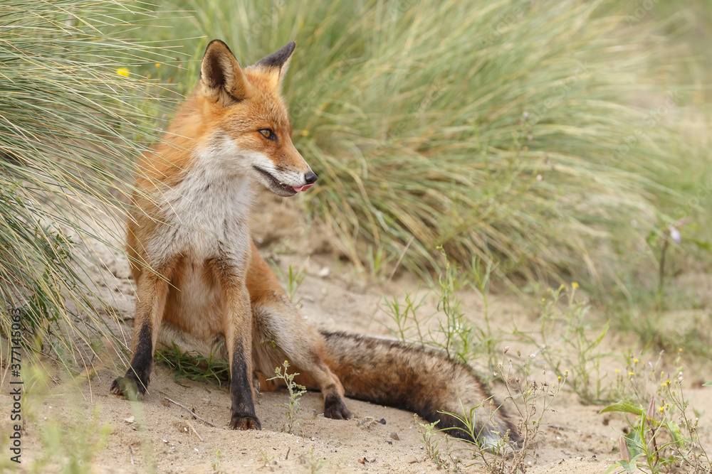 Red fox in naturen a sunny day in September