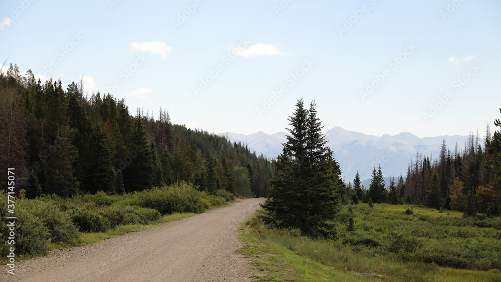 Road thru the forest in the Rocky Mountains