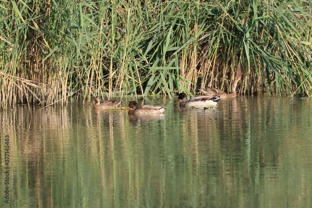 Fototapeta premium mallard ducks in the mincio park in Mantua