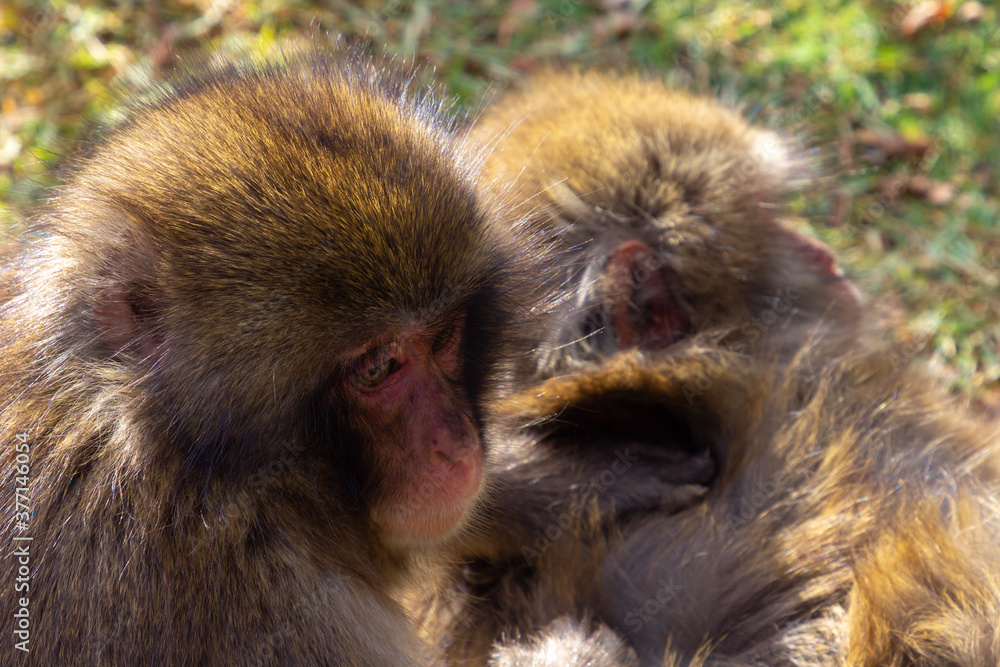 Monkey Park in Kyoto (Japan) Monkey Park in Kyoto (Japan)