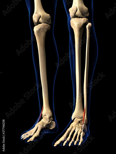 Peroneus Tertius Muscle in Isolation on Human Leg Skeleton, 3D Rendering on Black photo