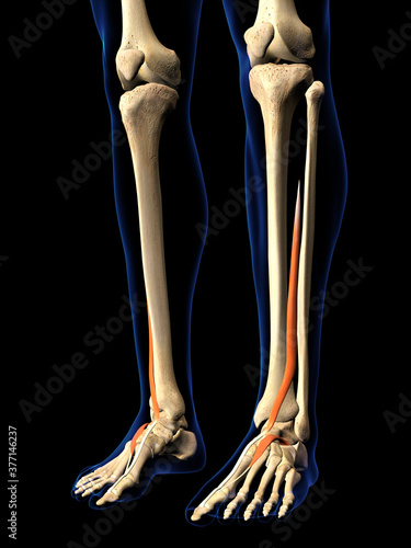 Male Extensor Hallucis Longus Muscle in Isolation on Human Leg Skeleton, 3D Rendering on Black photo