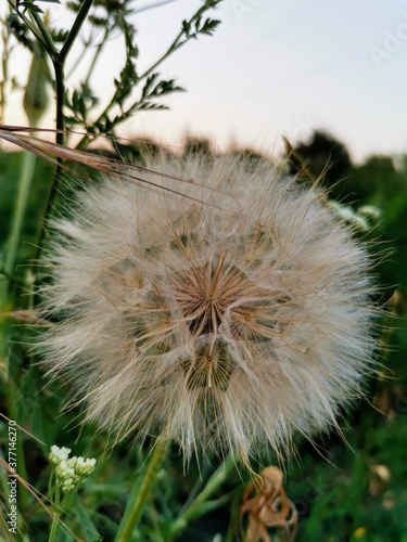 dandelion seed head
