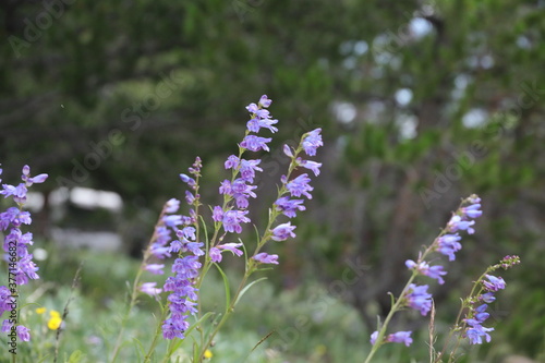 Close up of penstemon wildflower in mountain meadow on a windy day