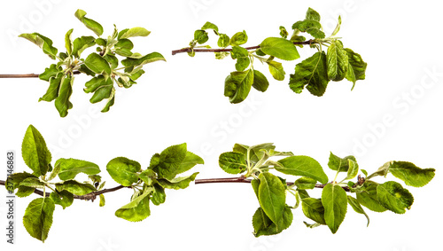 apple tree branches with green leaves on a white background. set, collection
