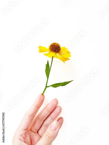 The woman's hand gracefully holds the yellow rudbeki flower or coneflower against a white background. Gift card. A place for text. The concept of beauty.