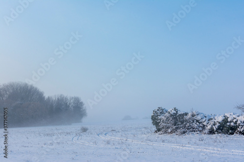 Wallpaper Mural Single Tree in the Snow Field Torontodigital.ca