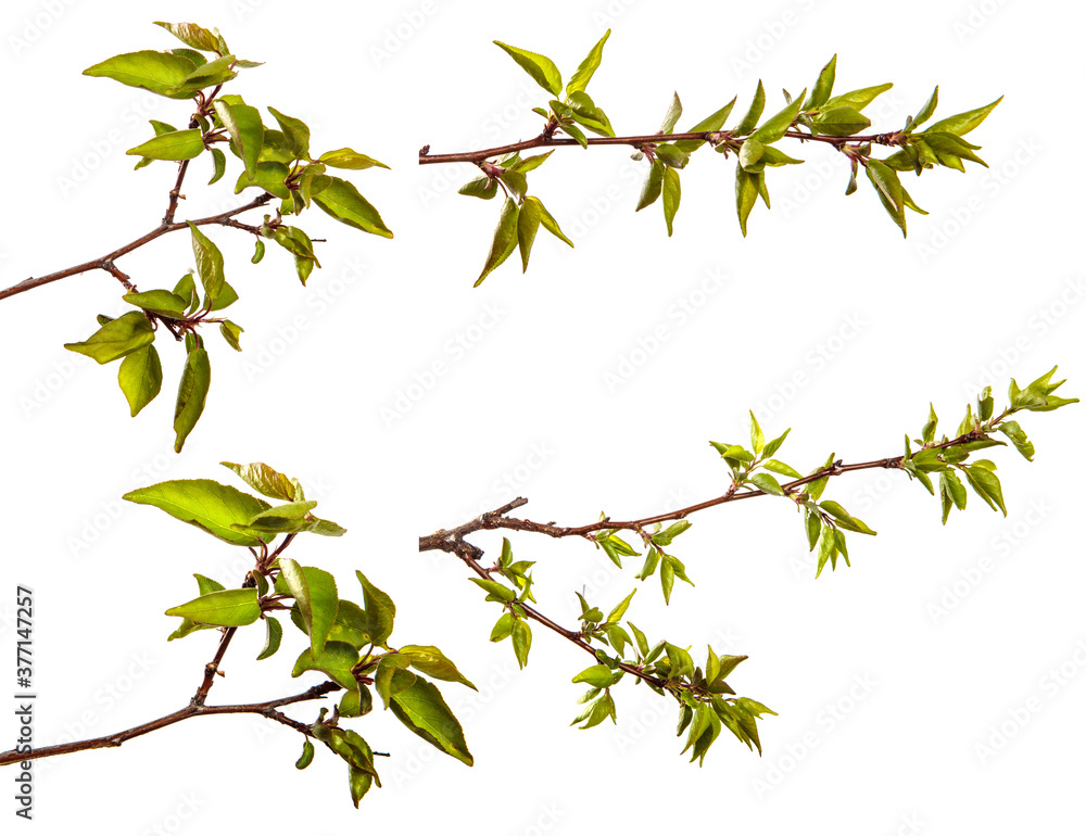 apricot tree branch with green leaves on a white background. set, collection