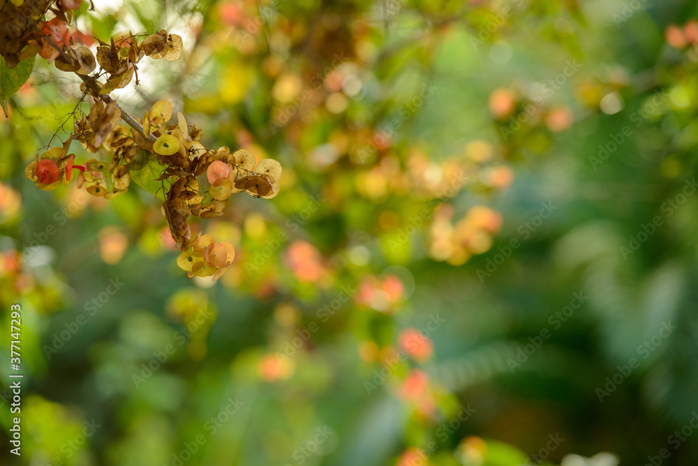 Green natural vegetation blurred background. Green natural vegetation blurred background.