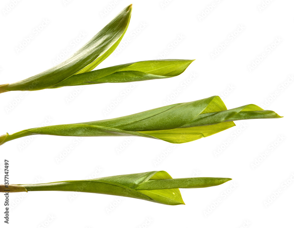 green lily of the valley leaves on a white background. set, collection green lily of the valley leaves on a white background. set, collection