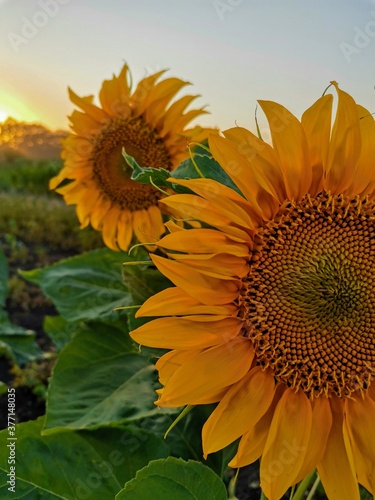 sunflower in the field