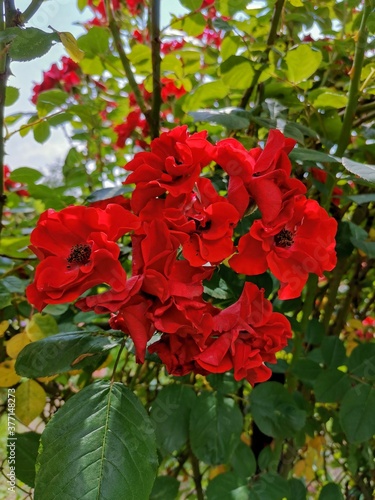 red rose bush
