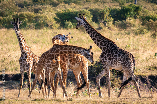 ケニアのマサイマラ国立保護区入り口付近で見かけた、マサイキリンの群れ