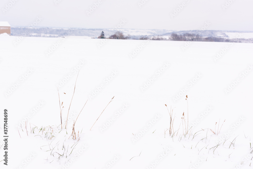 Fence and Grasses in the Snow