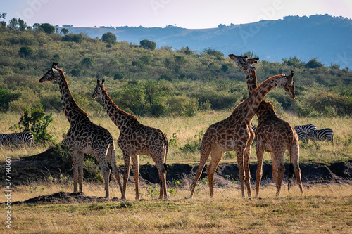 ケニアのマサイマラ国立保護区で見かけた、マサイキリンの群れ