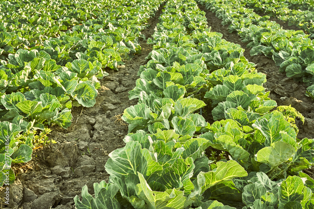 Field of organic lettuce growing in a sustainable farm Field of organic lettuce growing in a sustainable farm
