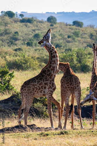 ケニアのマサイマラ国立保護区で見かけた、マサイキリンの群れ