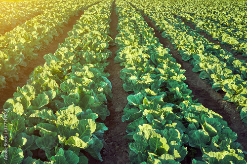 Field of organic lettuce growing in a sustainable farm photo