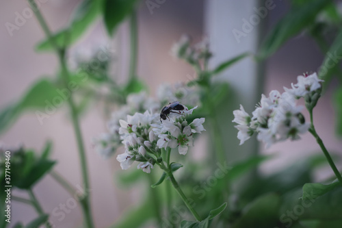 Macro photograph of an insect eating a flower of a buckwheat plant inside a planter in the house photo