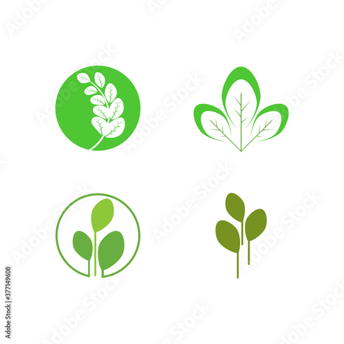 Set Moringa leaf Logo Template