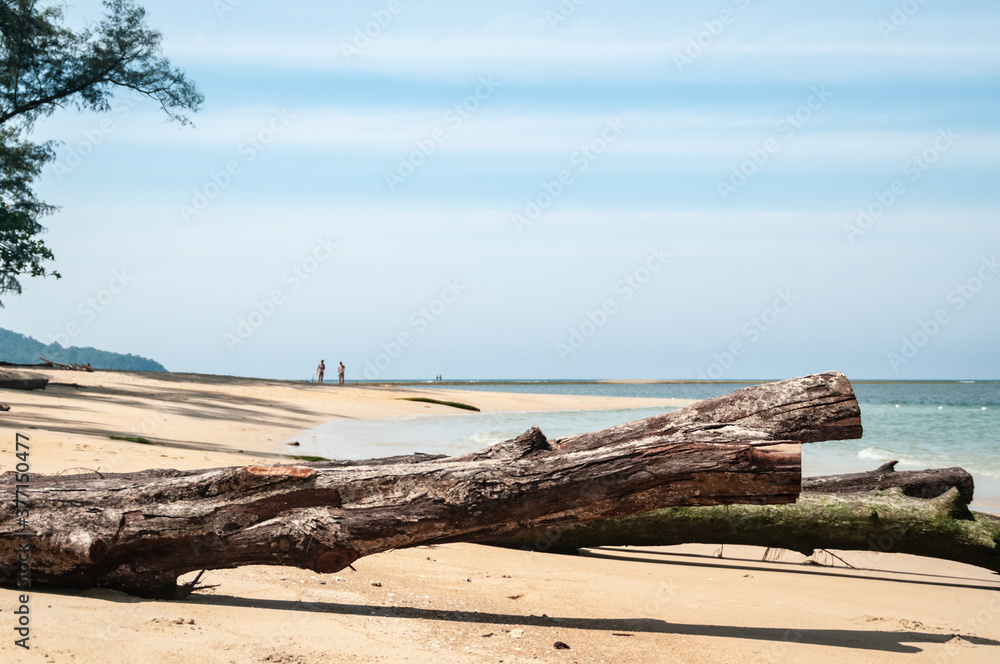 Dry tree across the beach and people on the horizon